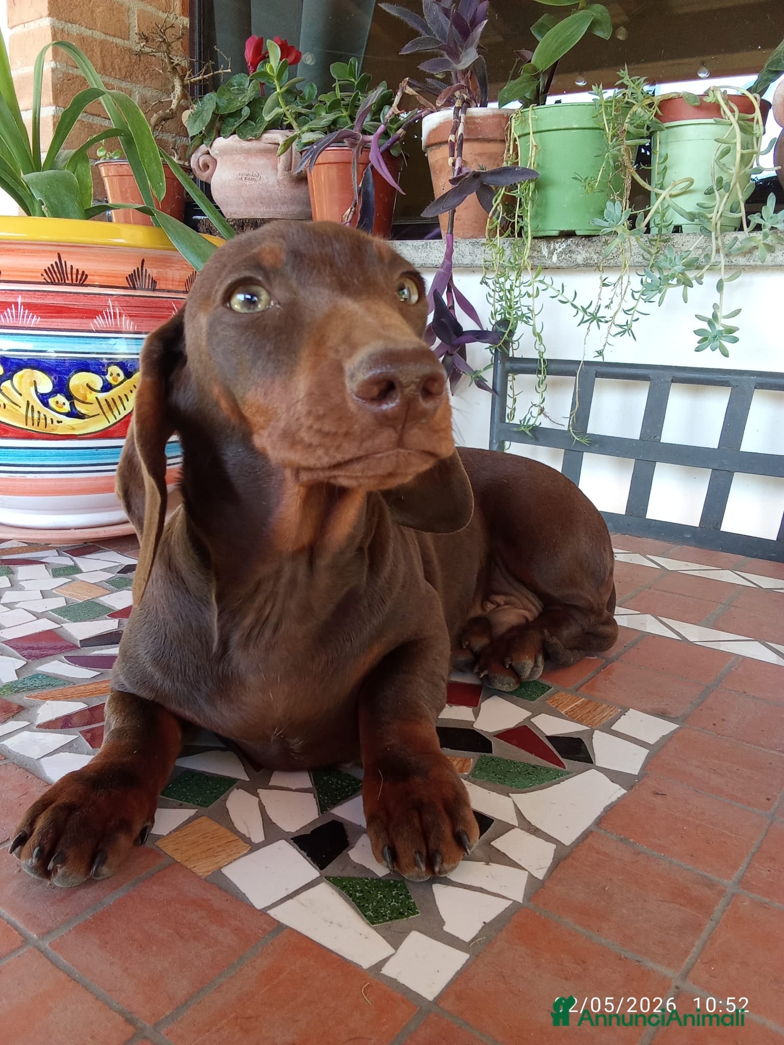 Bassotto cani in vendita: OCCASIONE IMPERDIBILE: Bassotto con Pedigree. - Annuncio 3