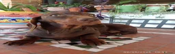 Bassotto cani in vendita: OCCASIONE IMPERDIBILE: Bassotto con Pedigree. - Annuncio 1