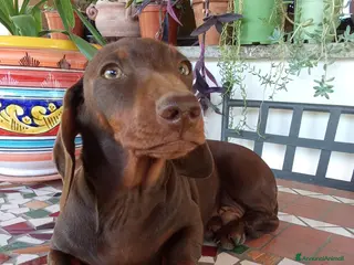 Bassotto cani in vendita: OCCASIONE IMPERDIBILE: Bassotto con Pedigree. - Annuncio 3