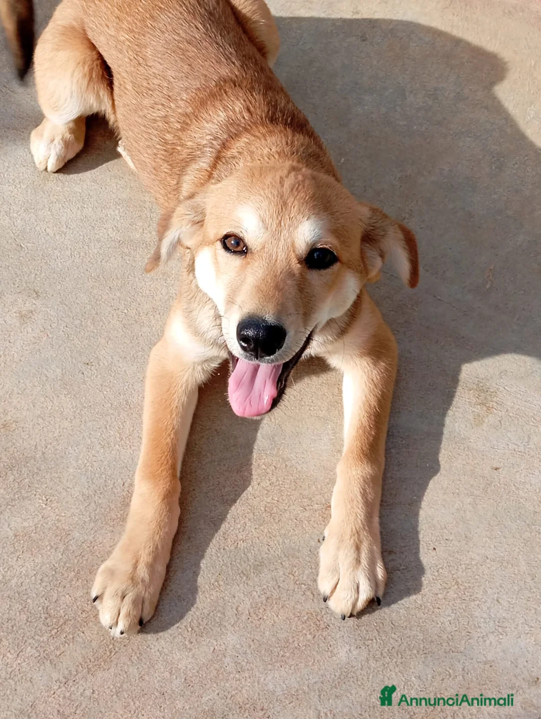 Meticcio cani in regalo: Florilla, taglia media! (4 mesi)  - Annuncio 2