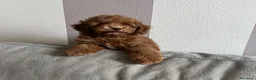 Barboncino Toy cani in vendita: Barboncino Toy fulvo cucciolo a Provincia di Bergamo - Annuncio 4