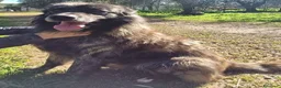 Meticcio cani in regalo: Markus lupetto fantastico - Annuncio 4