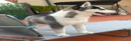 Husky cani in vendita: Cucciolo Husky  a Città Metropolitana di Napoli - Annuncio 3