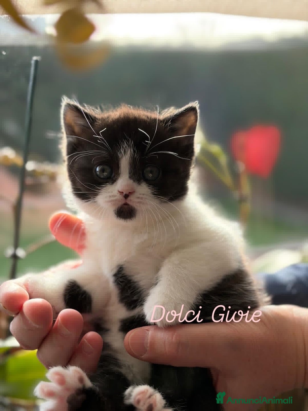 British gatti in vendita: British Shorthair bicolor black - Annuncio 7