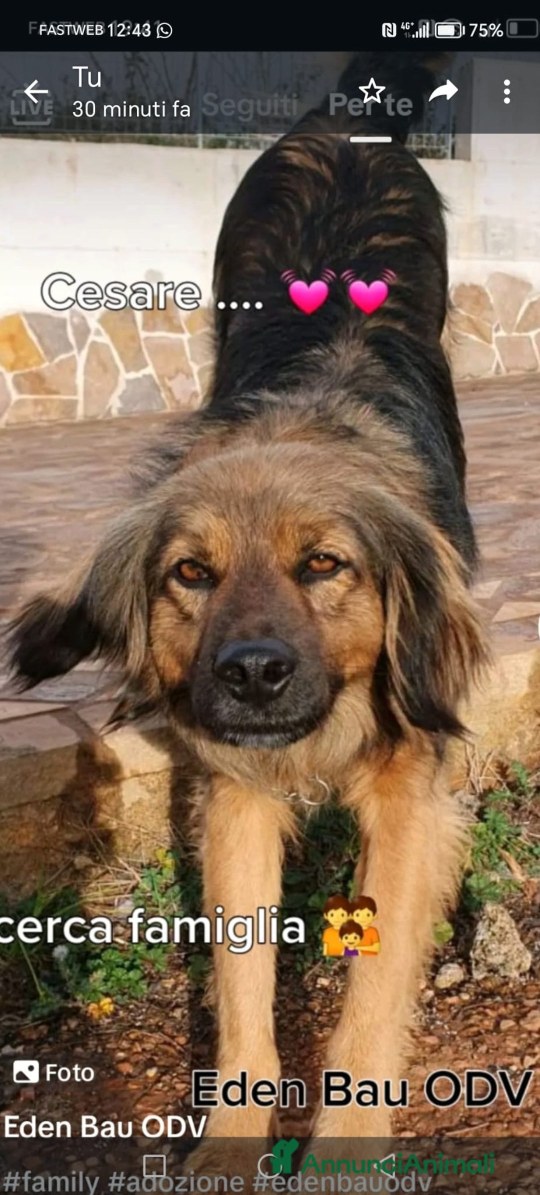 Meticcio cani in regalo: 4anni tg media recuperato,pronto x l adozione.ROMA a Città Metropolitana di Milano - Annuncio 7