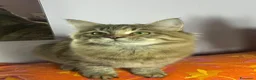 Siberiano gatti in vendita: 2 cucciole di Siberiano - Annuncio 4