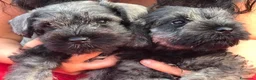 Schnauzer cani in vendita: Schnauzer nano a Provincia di Terni - Annuncio 2