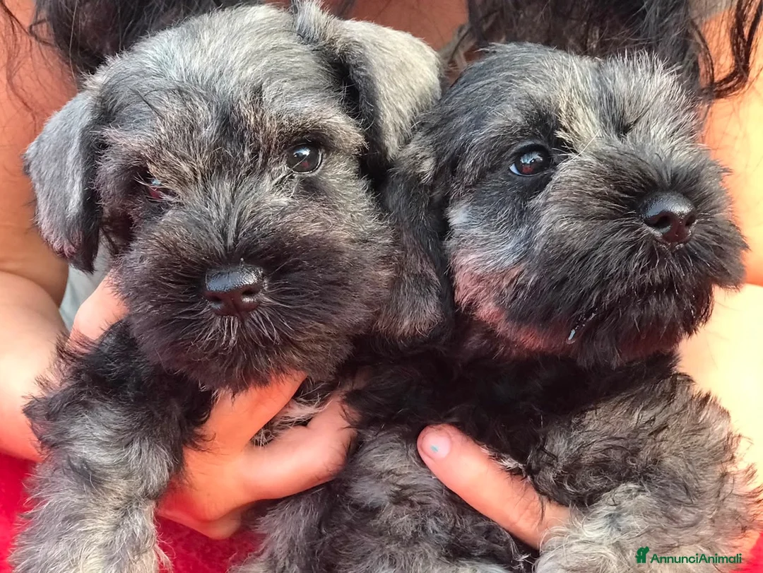 Schnauzer cani in vendita: Schnauzer nano a Provincia di Terni - Annuncio 2