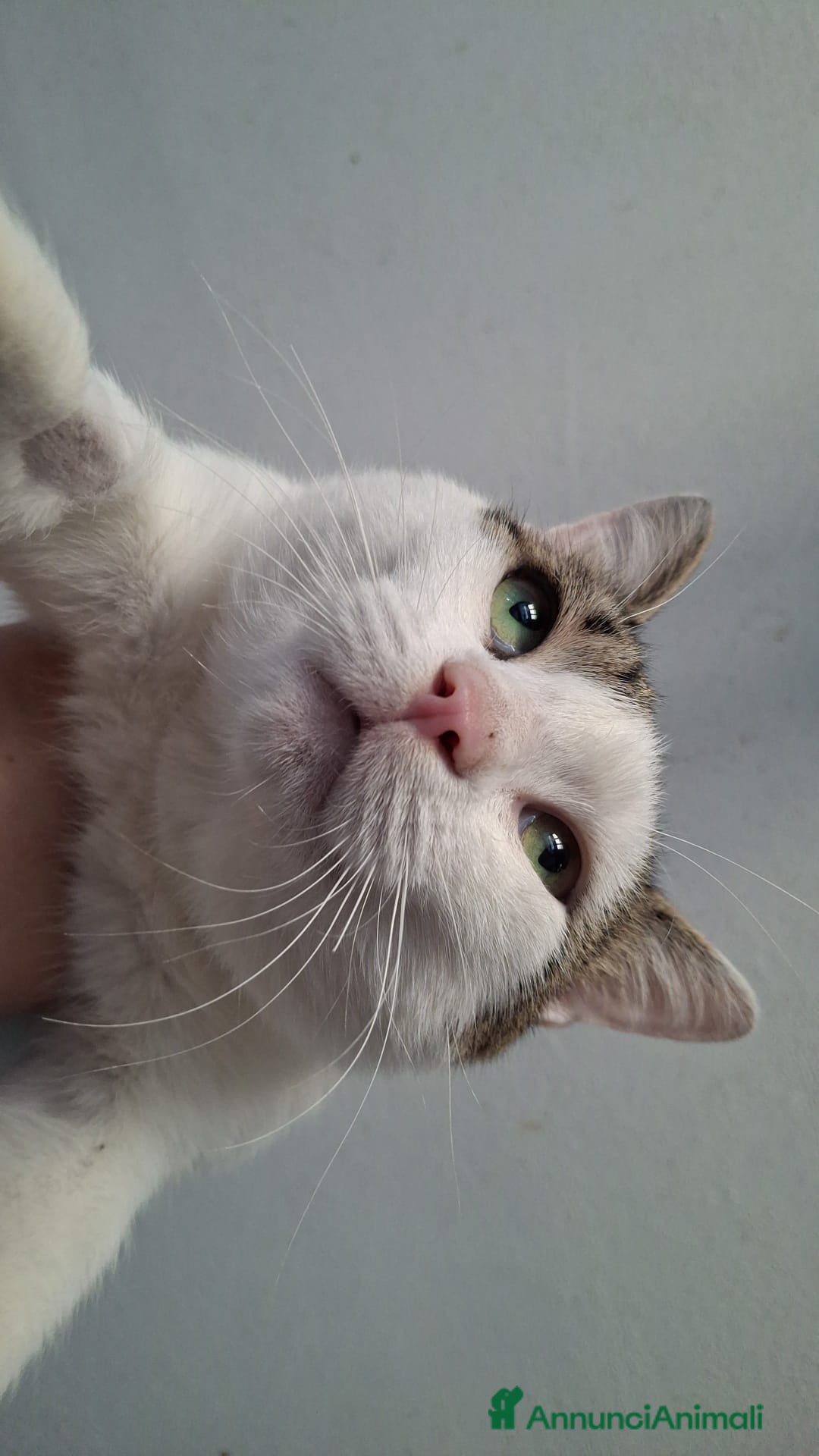 Europeo gatti in regalo: Teo gatto tipo soriano - Annuncio 4