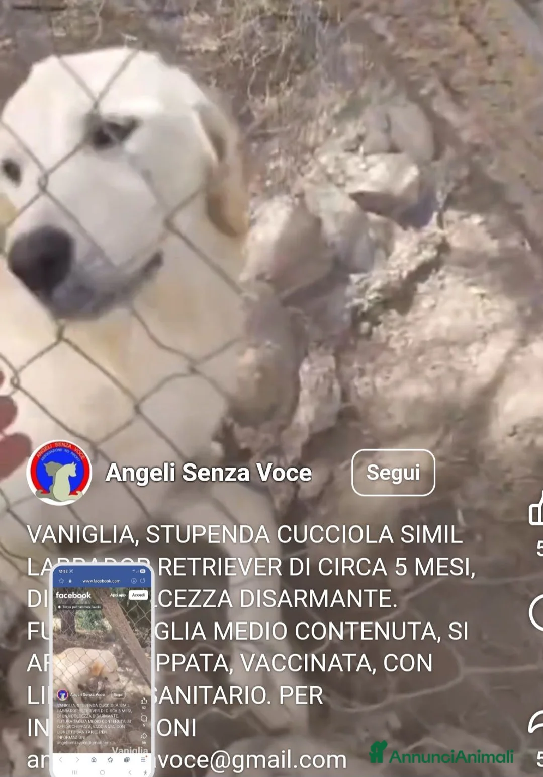 Meticcio cani in regalo: Femmina 5mesi mix Labrador retriever tg media SUD - Annuncio 7