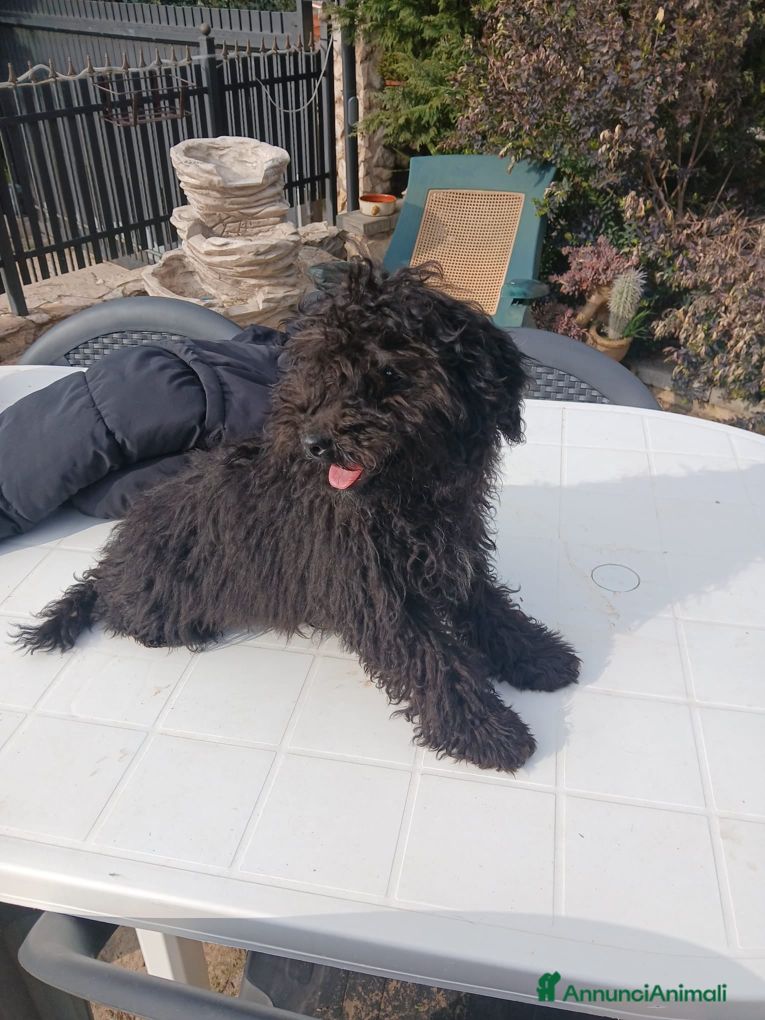 Barboncino cani Barboncino nano nero cerca nuova famiglia  - Annuncio 1