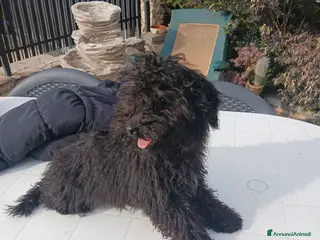 Barboncino cani Barboncino nano nero cerca nuova famiglia - Annuncio 1