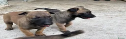 Pastore Belga cani in vendita: Cucciolo Pastore Belga Malinois - Annuncio 11