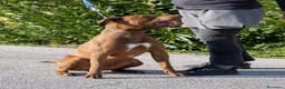 Pitbull cani in regalo: Meraviglioso Red nose - Annuncio 5