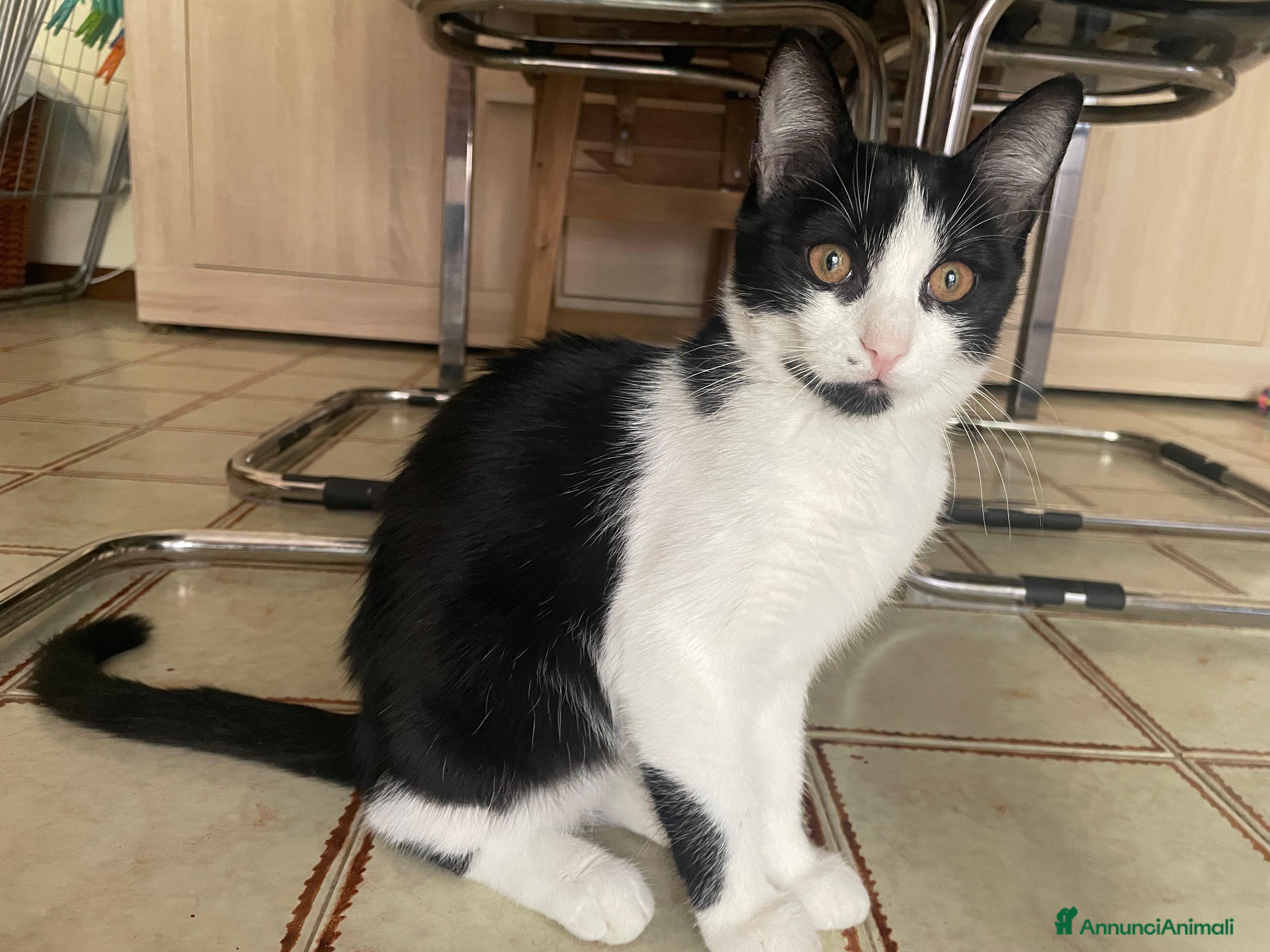 Europeo gatti Puntina micina bianca e nera super coccolona  - Annuncio 2