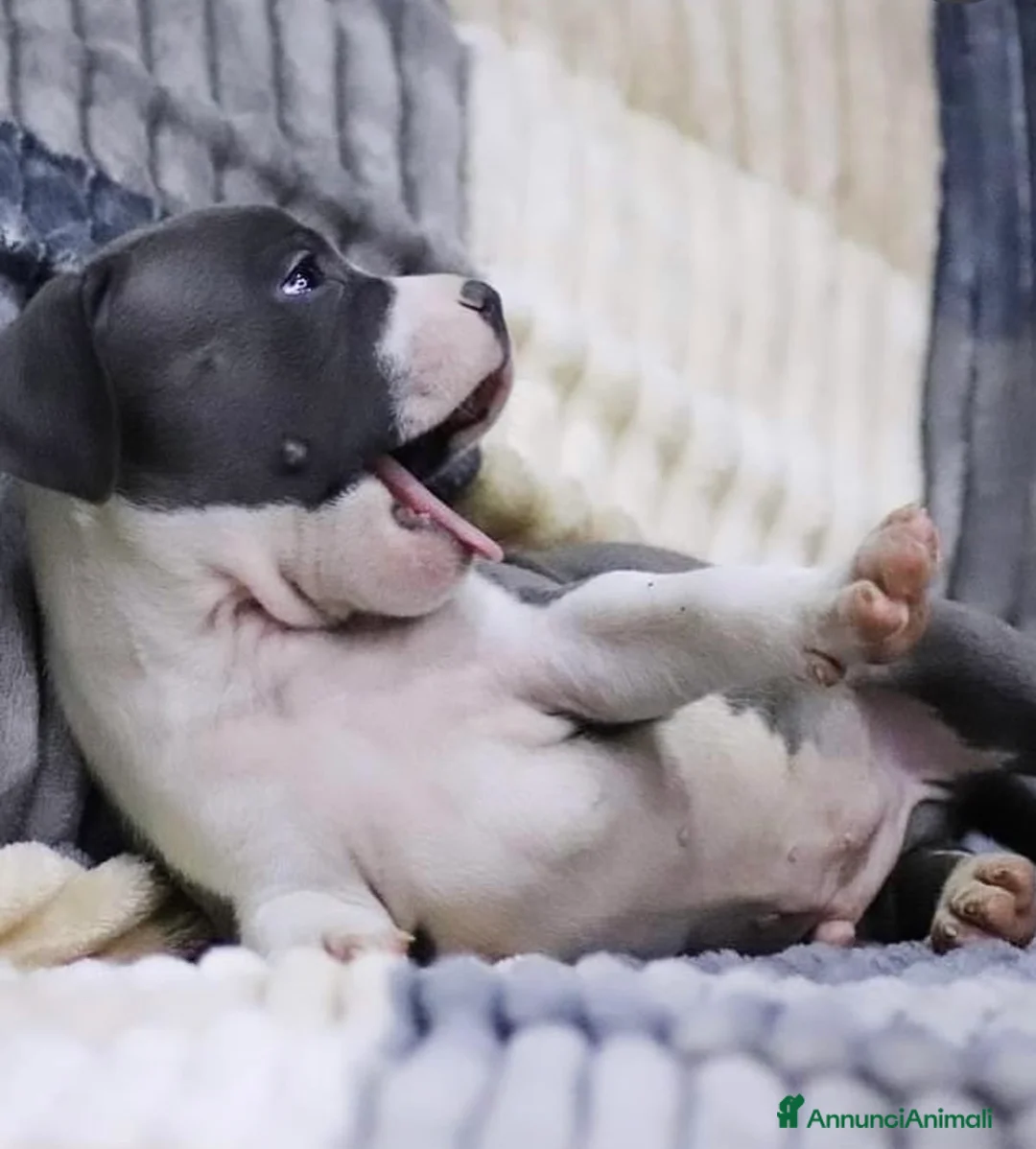 American Staffordshire cani in vendita: Amstaff cuccioli in vendita  - Annuncio 5