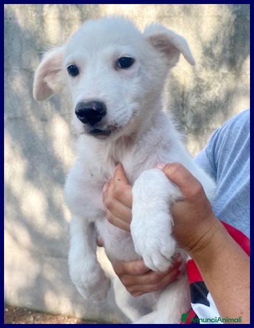 Meticcio cani ORCHIDEA dolcissima - tg media - Annuncio 3