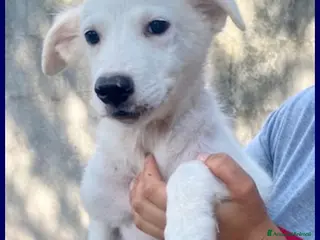 Meticcio cani ORCHIDEA dolcissima - tg media - Annuncio 5