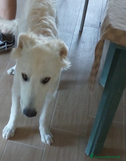 Meticcio cani Regalo cane meticcio - Annuncio 2