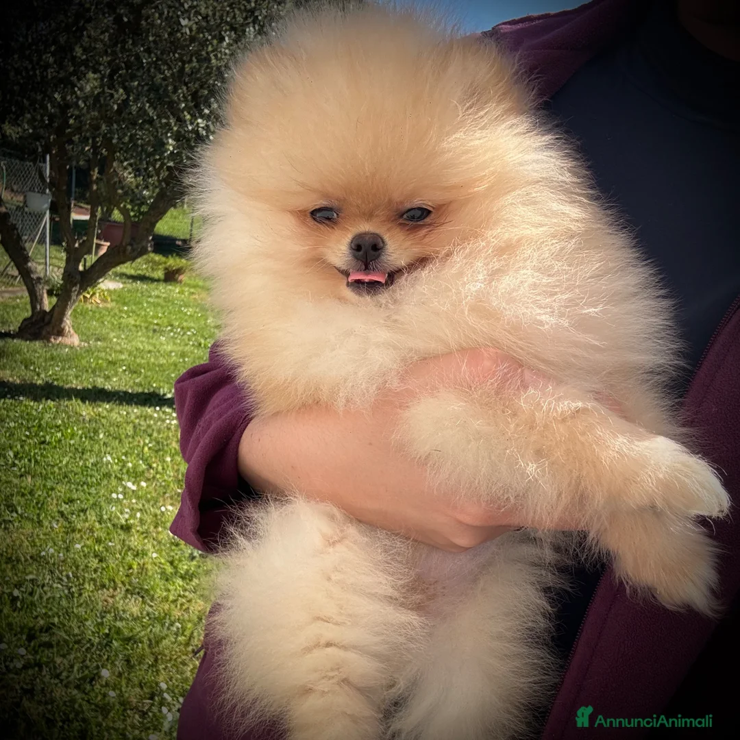 Volpino Pomerania cani in vendita: Cuccioli Pomerania con Pedigree Enci - Annuncio 2