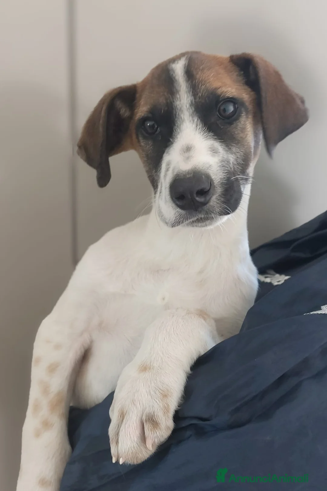 Meticcio cani in regalo: Micky cucciolo adorabile - Annuncio 2