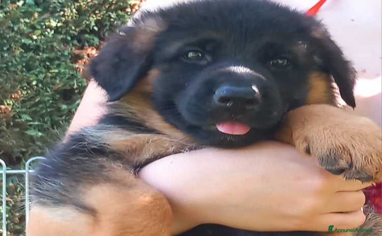 Pastore Tedesco cani a Provincia di Pavia - Annuncio 1