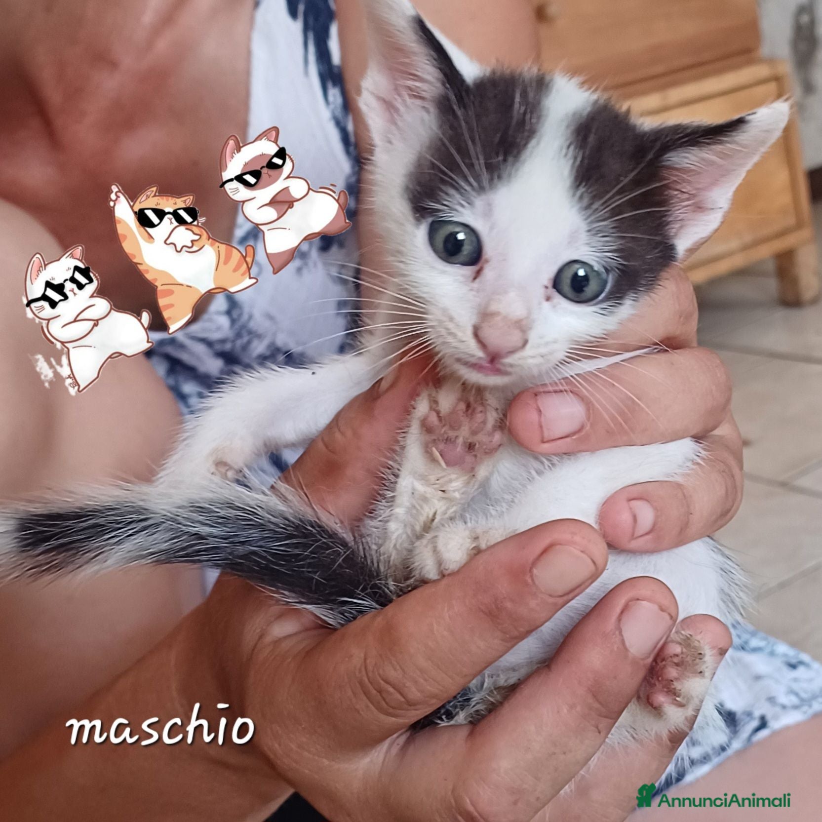 Meticcio gatti Gattini - Annuncio 10