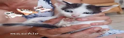 Meticcio gatti in regalo: Gattini - Annuncio 1