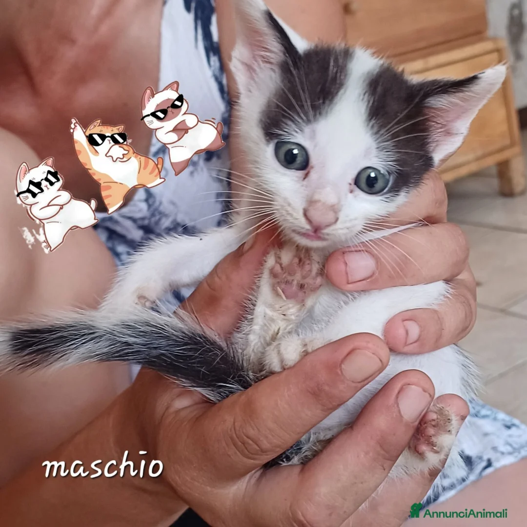 Meticcio gatti in regalo: Gattini - Annuncio 1