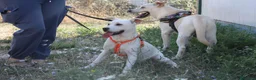 Meticcio cani in regalo: Akira in adozione - Annuncio 5