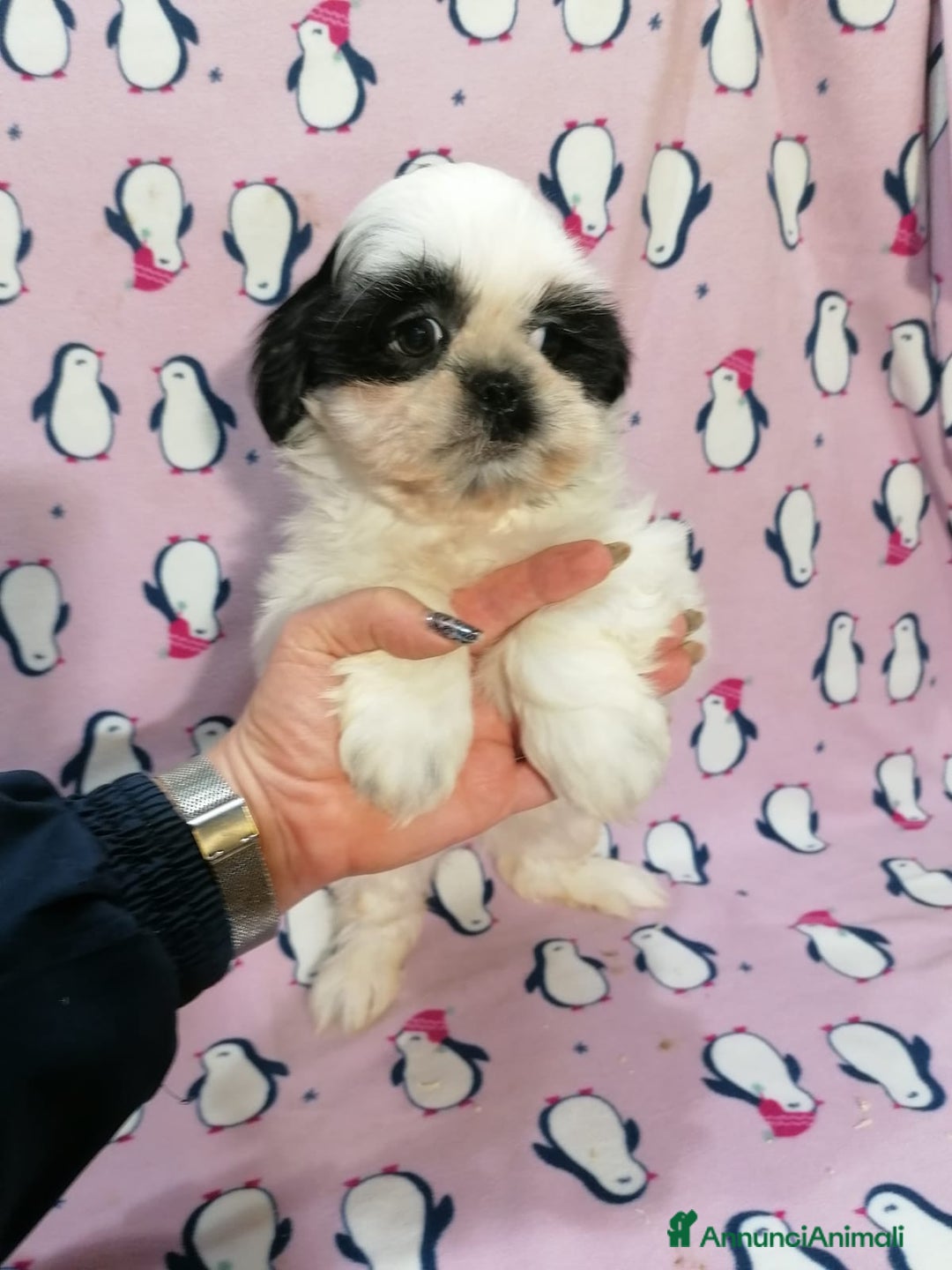 Shih Tzu cani in vendita: Shih Tzu imperiale cuccioli - Annuncio 7