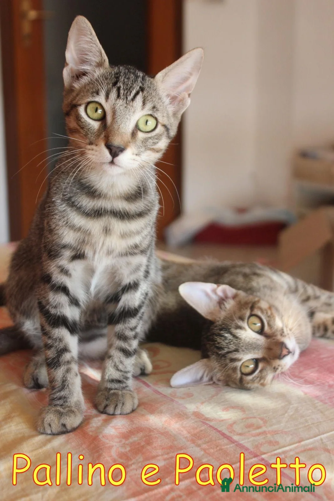 Europeo gatti in regalo: PALLINO E PAOLETTO  FRATELLINI AFFETTUOSI a Città metropolitana di Milano - Annuncio 1
