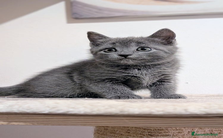 Certosino gatti Cuccioli di certosino alta genealogia  - Annuncio 4