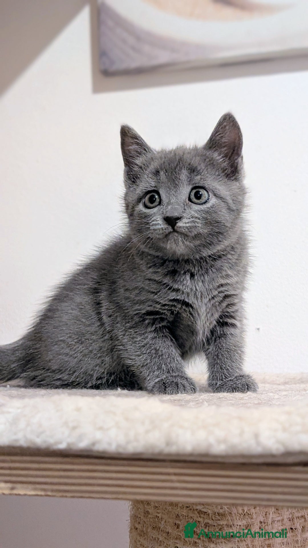 Certosino gatti in vendita: Cuccioli di certosino alta genealogia  - Annuncio 1