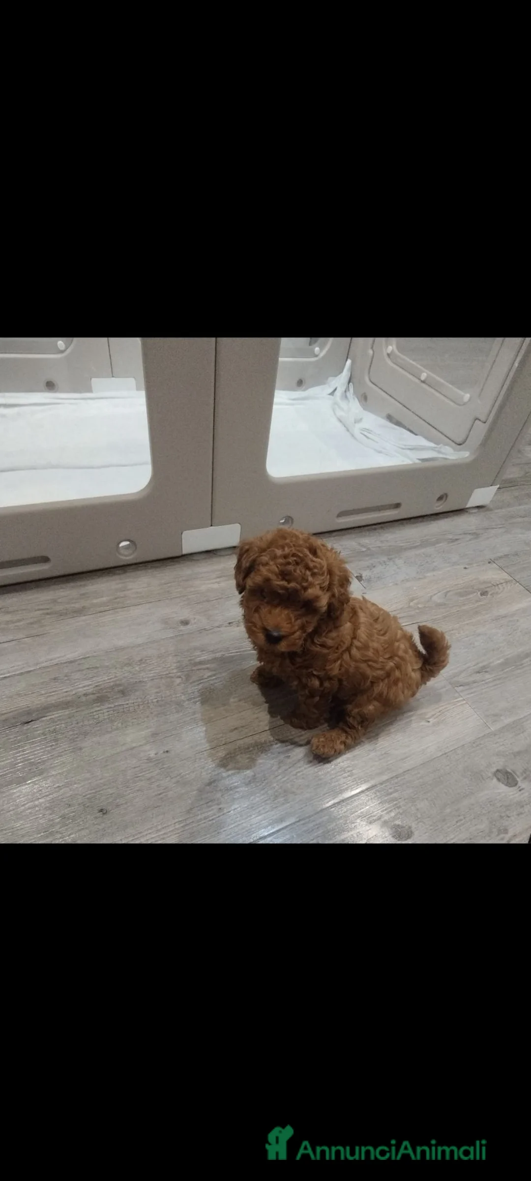 Barboncino Toy cani in vendita: Barboncino minitoy  - Annuncio 2