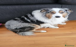 Australian Shepherd cani per accoppiamento: X Monta - Pastore Australiano Blue Merle Pedigree - Immagine 4