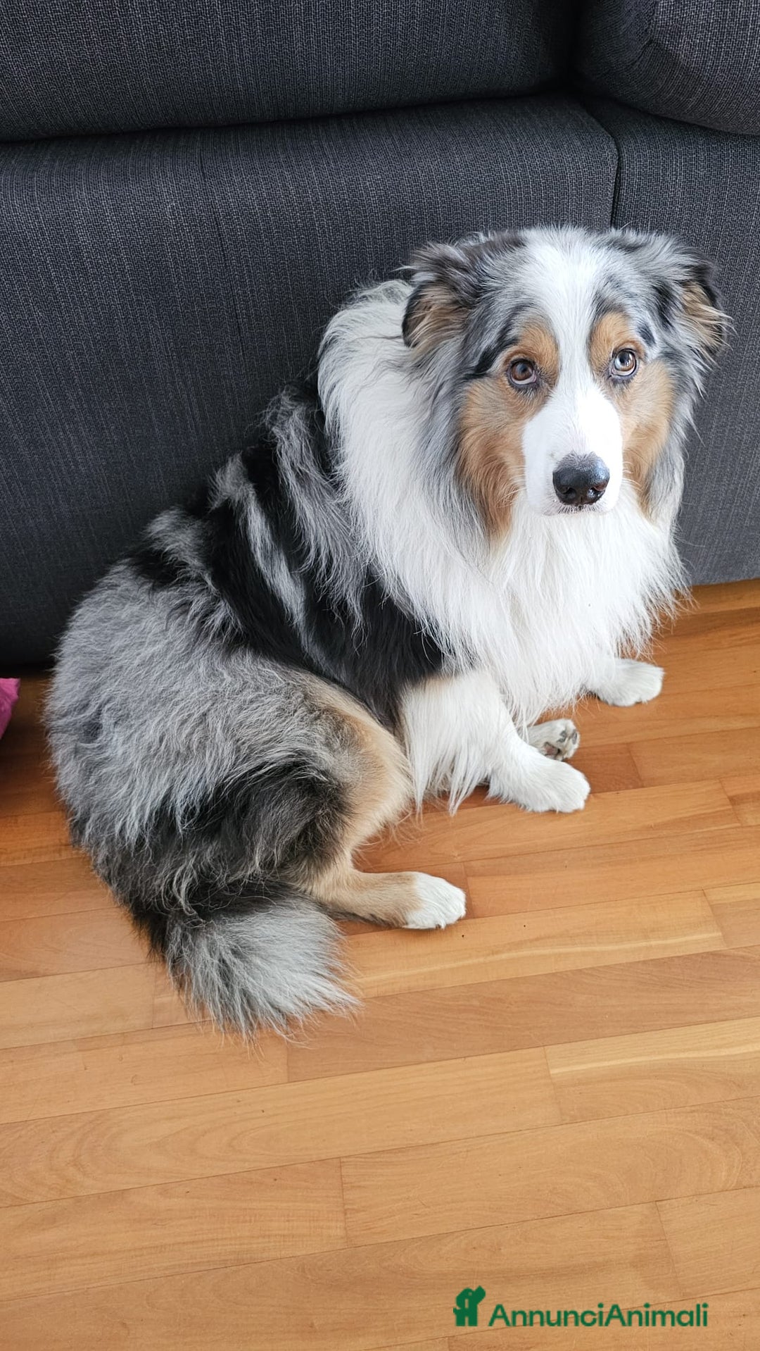 Australian Shepherd cani per accoppiamento: X Monta - Pastore Australiano Blue Merle Pedigree - Immagine 4