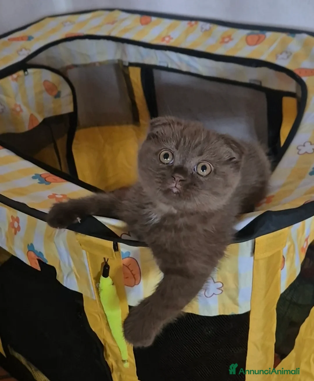 Scottish gatti in vendita: Scottish fold Chocolate tabby - Annuncio 3