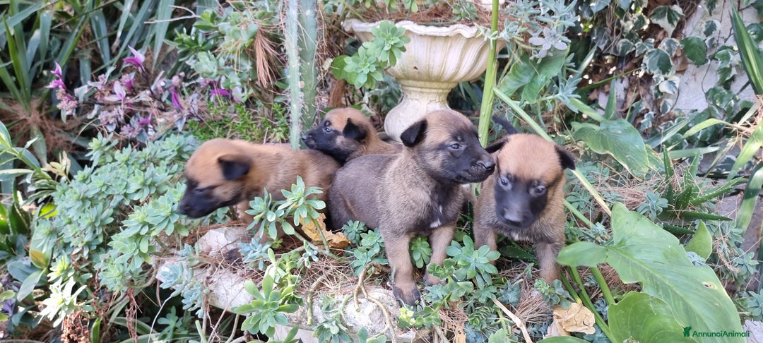 Pastore Belga cani in vendita: Pastore Belga Malinois Salerno Benevento Avellino - Annuncio 3