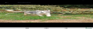 Husky 1