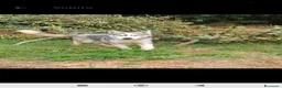 Husky cani in vendita: Cucciola di Siberian Husky  - Annuncio 3