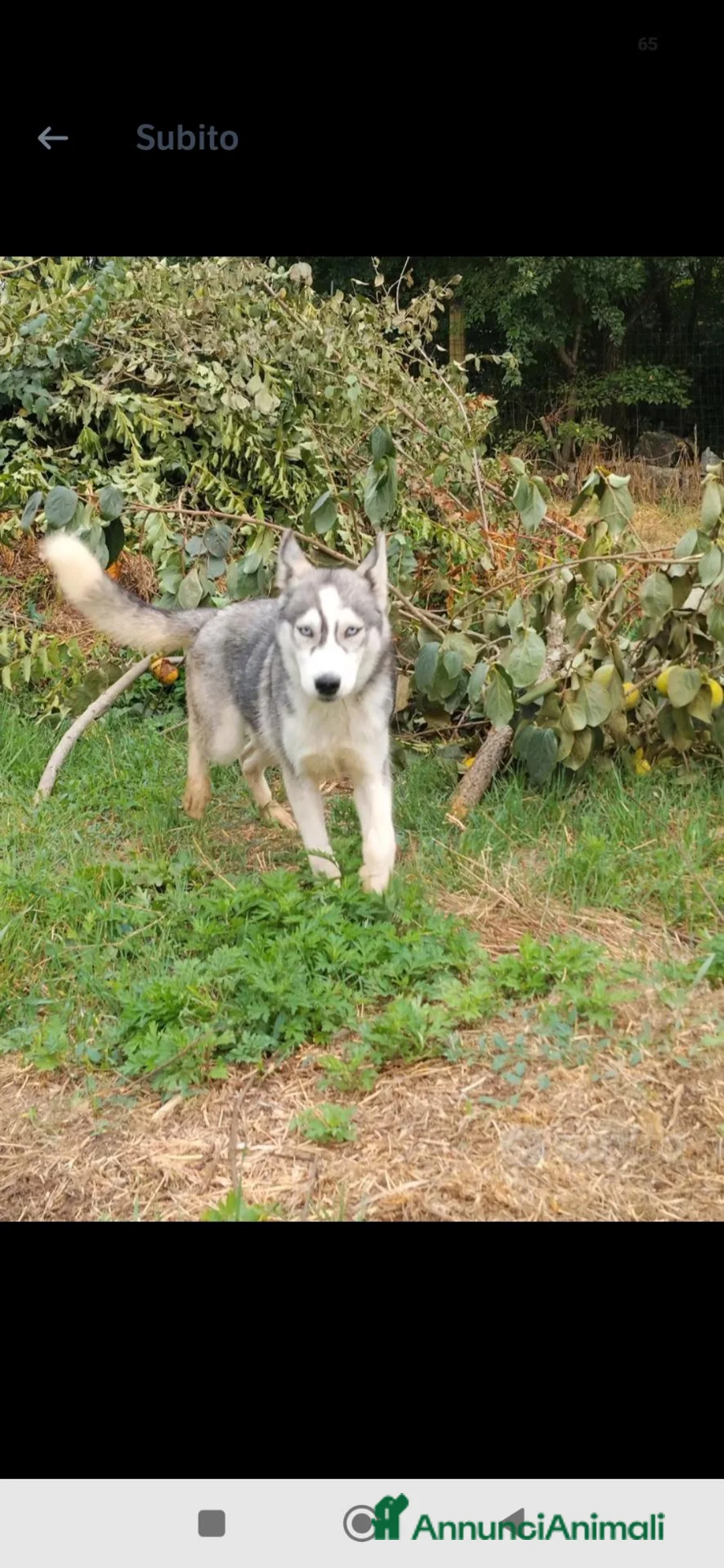Husky cani in vendita: Cucciola di Siberian Husky  - Annuncio 3