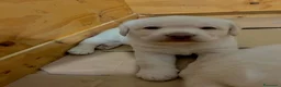 Labrador cani in vendita: Cuccioli di Labrador - Annuncio 3