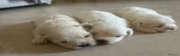 Maltese cani in vendita: Vendo maltesi - Annuncio 14