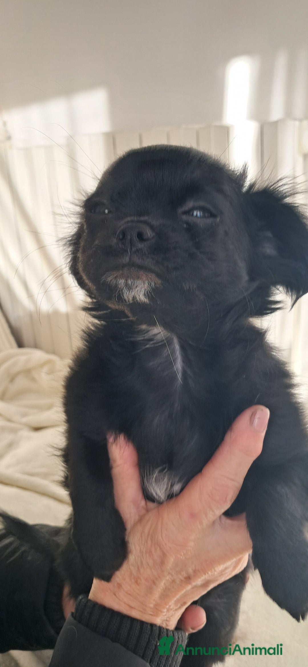 Chihuahua cani in vendita: Cucciolo chihuahua pelo lungo con pedigree enci  - Annuncio 5