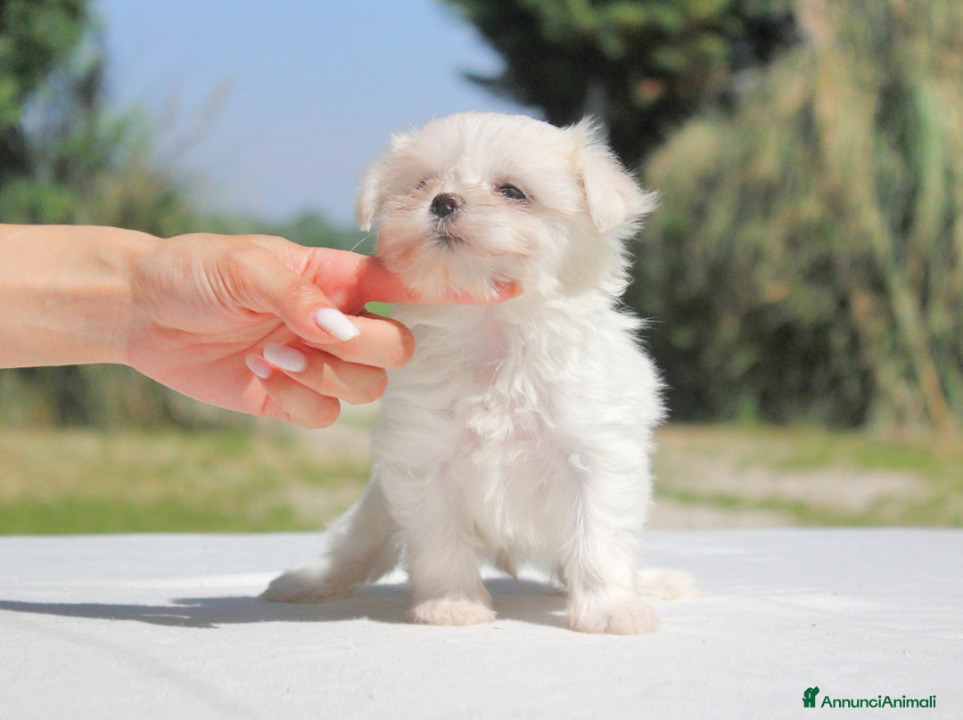 Maltese cani in vendita: Cuccioli di Maltese a Provincia di Pavia - Immagine 7