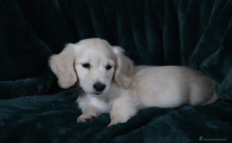 Bassotto cani a Provincia di Brescia - Annuncio 3