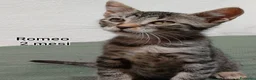 Meticcio gatti in regalo: GATTINI ABBANDONATI: URGENTE  a Città Metropolitana di Torino - Annuncio 7