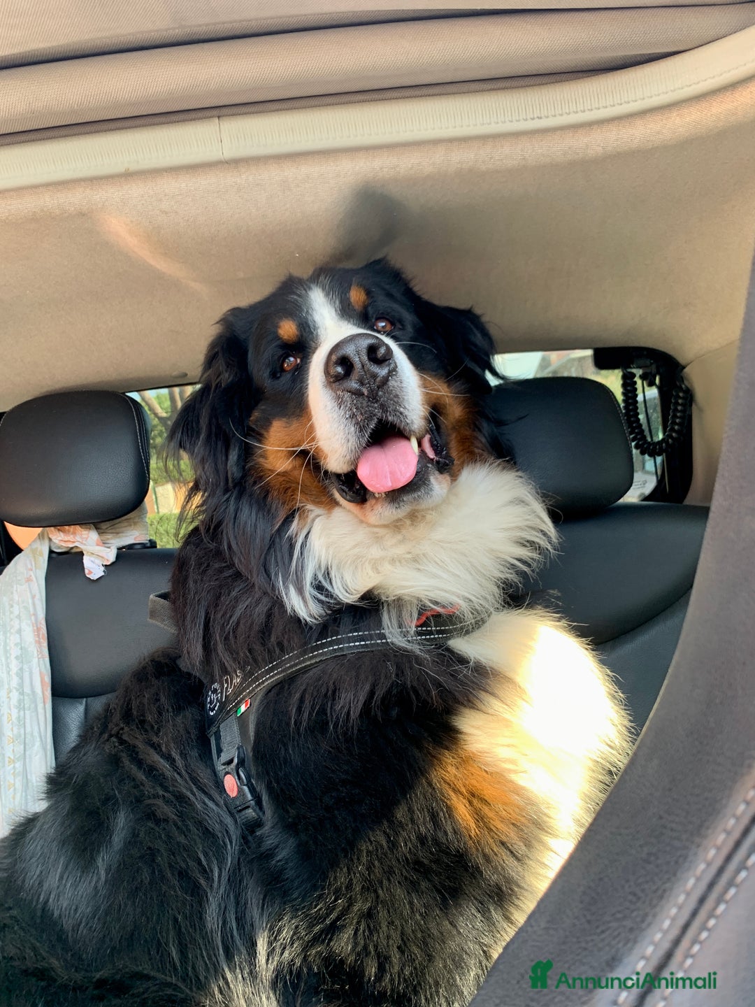 Bovaro del Bernese cani per accoppiamento: Bovaro del Bernese maschio per monta a Città metropolitana di Roma Capitale - Immagine 1