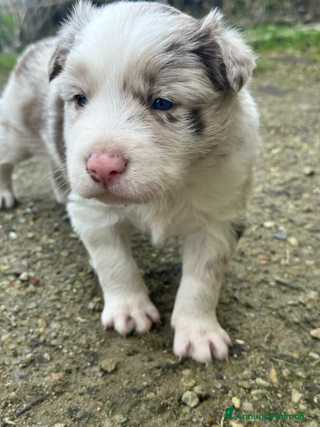 Border Collie cani in vendita: Ultimi border collie con pedigree - Annuncio 9